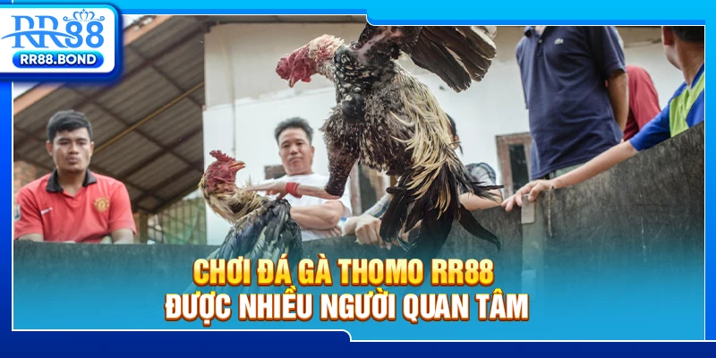 Chơi đá gà Thomo RR88 được nhiều người quan tâm