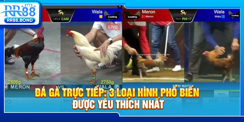 Đá gà trực tiếp