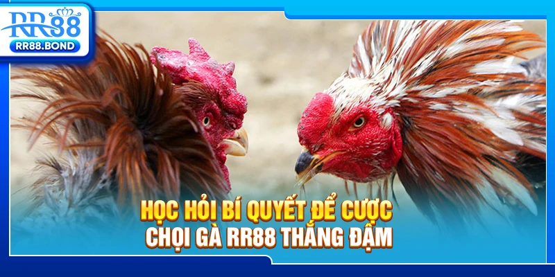 Học hỏi bí quyết để cược chọi gà RR88 thắng đậm